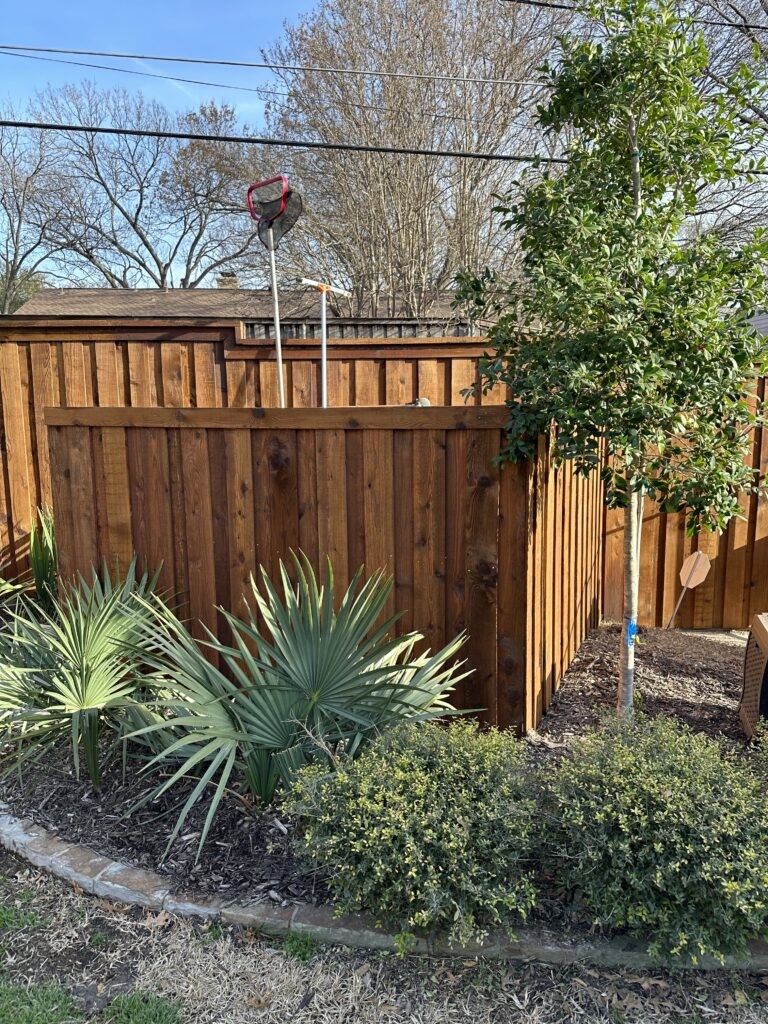 Board-on-board cedar privacy screen in a warm brown stain with a flat cap rail, built in front of a taller perimeter fence, with a mulched garden bed of fan palms and shrubs in the foreground.
